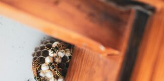 Endlich Ungeziefer loswerden: wenn nur noch die professionelle Schädlingsbekämpfung hilft Schädlinge