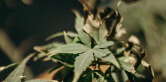 Wie hochwertige Cannabis Stecklinge Ihr Anbau-Erlebnis revolutionieren können Cannabis