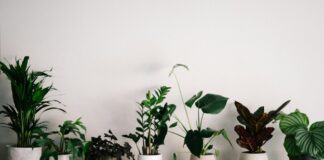 Gesunde Pflanzen durch natürliche Schädlingsbekämpfung – Expertentipps Zimmerpflanzen