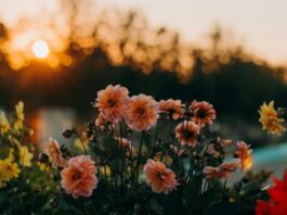 5 Pflanzen im Garten, die Freude bereiten Garten