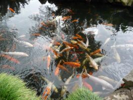 Natürliche Teichpflege: Das Gleichgewicht im Gartenteich wiederherstellen Gartenteich