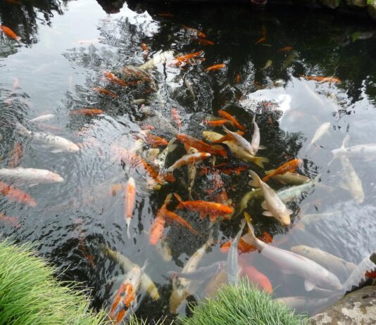 Natürliche Teichpflege: Das Gleichgewicht im Gartenteich wiederherstellen Gartenteich