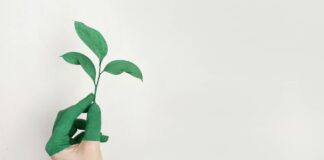 Staatliche Förderung für Wärmepumpen 2025 Hand mit grün bemalten Fingern hält eine kleine Pflanze vor weißem Hintergrund.