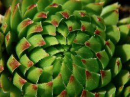 Entdecke die Magie wartungsfreier grüner Oasen Pflanze