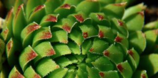 Entdecke die Magie wartungsfreier grüner Oasen Pflanze