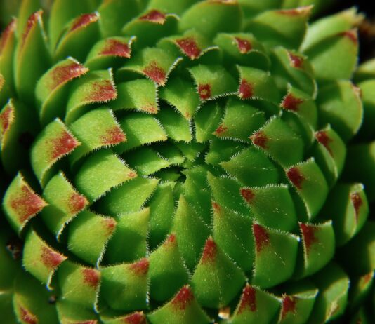 Entdecke die Magie wartungsfreier grüner Oasen Pflanze